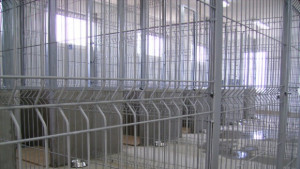 Сигнал за агресивни бездомни кучета