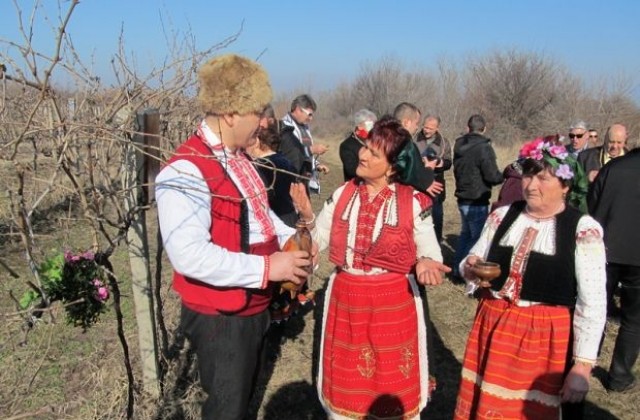 В Пиргово зарязаха любимите лозя на Тодор Живков