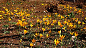 Слънчево температурите още нагоре