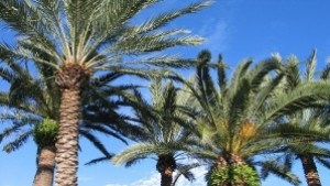 Ерика дава на съд общината заради палмите