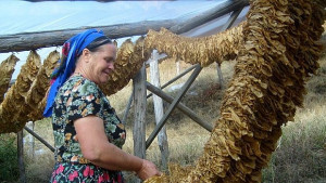 Изкупен е тютюнът Кабакулак Бърлей и Виржиния