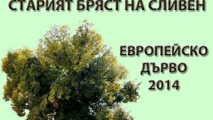 Представят кампанията за Стария бряст в парламента