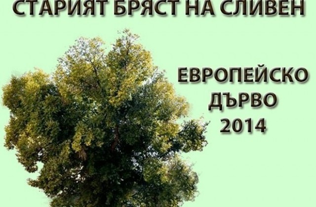 Представят кампанията за Стария бряст в парламента