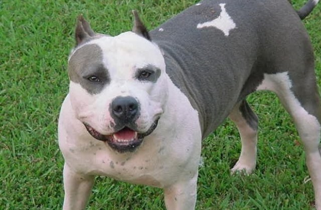 Момчета откраднаха питбул от паркинга на ДКС