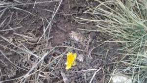 Облачно с валежи