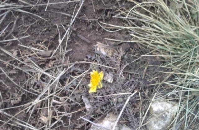 Облачно, с валежи