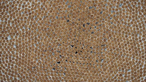 Пушачите все повече предпочитат рязания тютюн пред цигарите