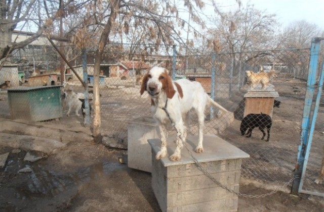 Нараства броят на изоставените кучета в Шумен, уличните са между 700 и 1 100