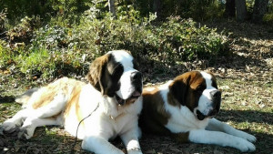 Киноложка изложба в Бърдарски геран