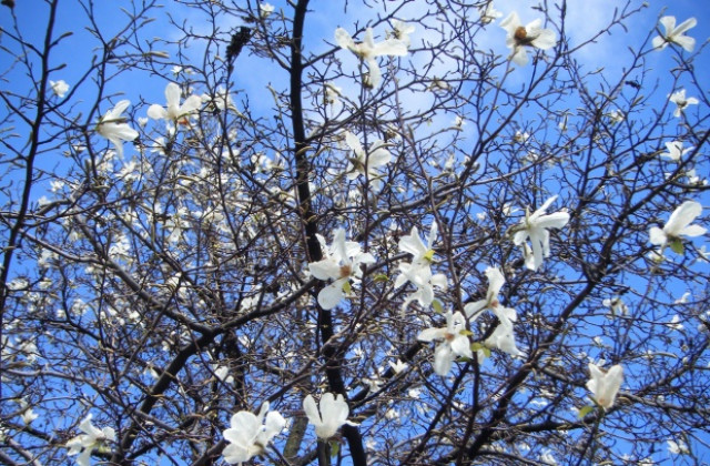 Очаква ни топъл март с температури до 25 градуса