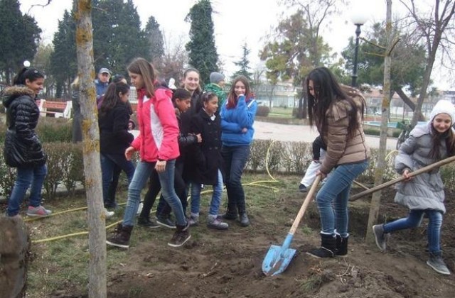 Нови девет кълбовидни явора в Поморие