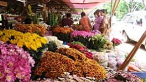 Данъчни проверяват магазините за цветя