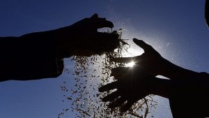 Украинската криза покачи леко цените на зърното на световните борси