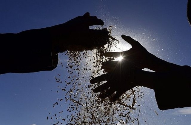 Украинската криза покачи леко цените на зърното на световните борси