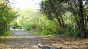 Общината започна кампания за регистрация на домашни любимци