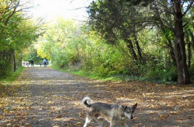 Общината започна кампания за регистрация на домашни любимци