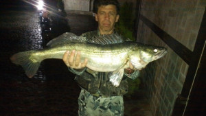 Еленчанин улови 4килограмова бяла риба