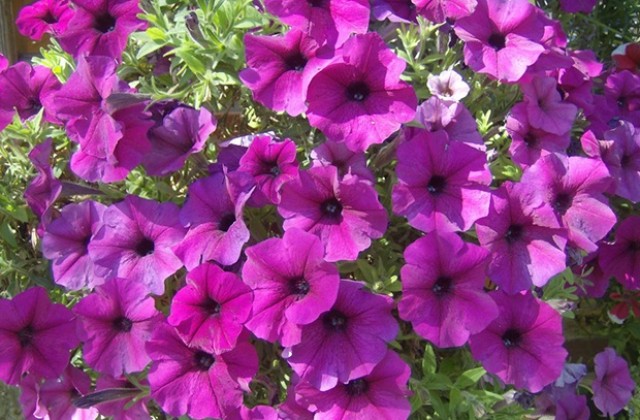 Поздрав за 8-и март от кмета на Община Враца