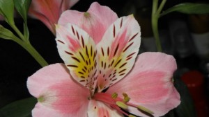 Поздрав за 8и март от кмета на Община Монтана