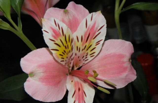 Поздрав за 8-и март от кмета на Община Монтана