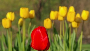8 март Международен ден на жената