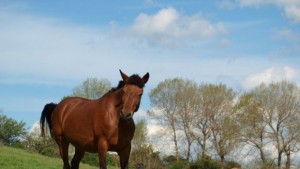 Празнуваме Тодоровден