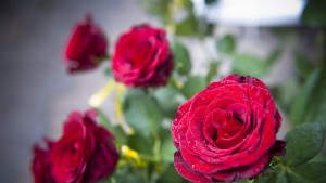 Отбелязваме 8 март Ден на жената