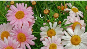 Жените са като цветята могат да украсят и найсемплото място