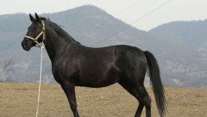 Днес празнуваме Тодорова събота