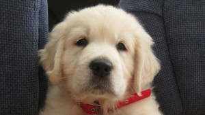 Заради домашен любимец младеж влезе в ареста а пастрокът му