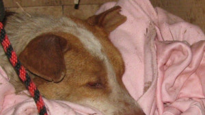 Една история с куче