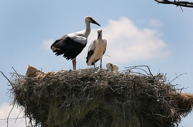 Времето на 13 март: Предимно слънчево