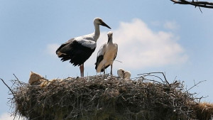 Слънчево температурите още нагоре