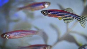 Инженери от MIT създадоха мек робот риба