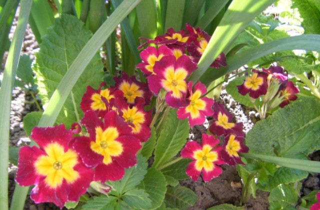 Слънчево с температури до 25 градуса