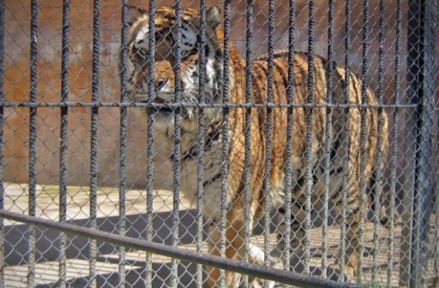 Водят съпруга на тигъра Геро в зоопарка