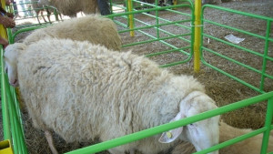 Над 100 000 посетители чакат на третия събор на овецевъдите