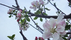 Възпитаници на Младежкия център канят на пролетен концерт