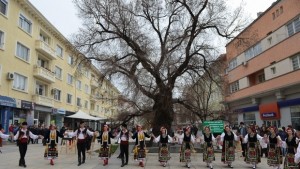 Обявяват Европейското дърво на годината на церемония в Брюксел