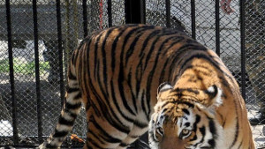 Младото семейство тигри Найша и Геро се нанесе в нов