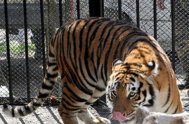 Младото семейство тигри Найша и Геро се нанесе в нов дом