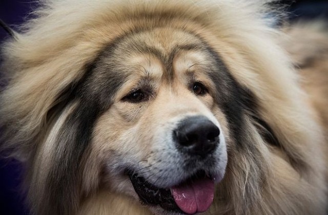 Китайски богаташ си купи куче за 1,4 млн. евро