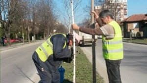 В Севлиево посрещат пролетта със зелен пояс от бяла бреза