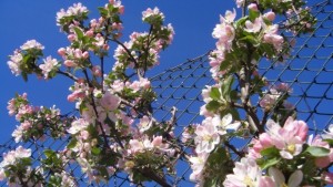 Настъпва астрономическата пролет