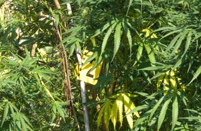 Откриха канабис в имот на 70- годишна жена