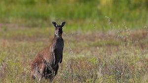 Японец разработва роботи с животински възможности