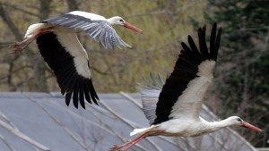 Щъркелите дойдоха часове преди да настъпи астрономическата пролет