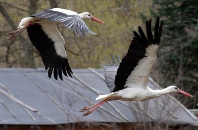Щъркелите дойдоха часове преди да настъпи астрономическата пролет