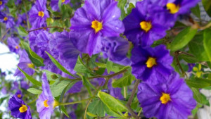 Старозагорска журналистка открива благотворителна фотоизложба