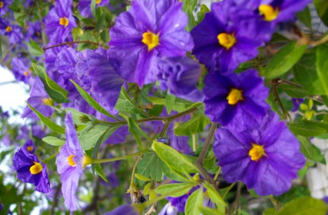 Старозагорска журналистка открива благотворителна фотоизложба